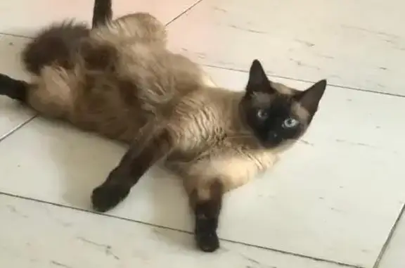 Gato desaparecido