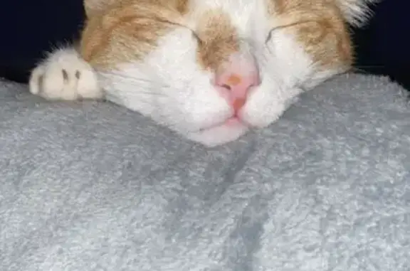 Help Find Jeff: White & Orange Cat Lost