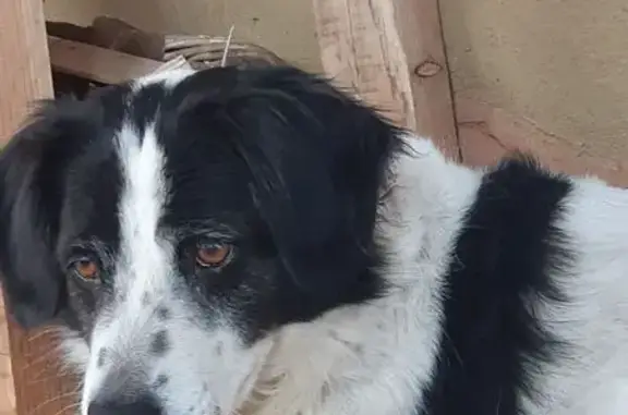 Chien perdu , photo : Chien perdu : Nube, 8 ans, noir et blanc
