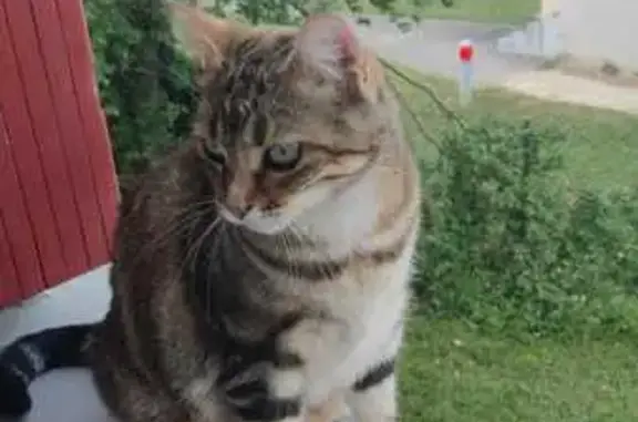 Chat perdu, Fleurance, photo: Chatte Européenne disparue à Fleurance