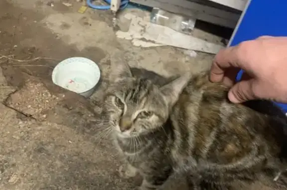 Chaton trouvé malade à Languenan - photo