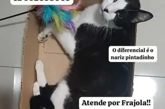 Gato desaparecido