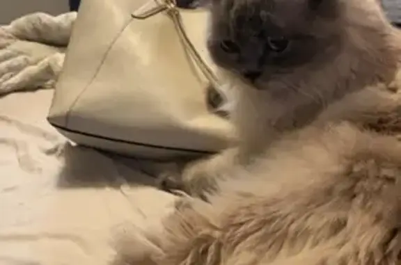 Lost Ragdoll Cat: Blue Eyes, Ashville