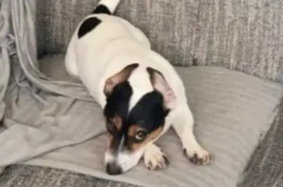Jack Russel perdu près de l'hôpital - photo