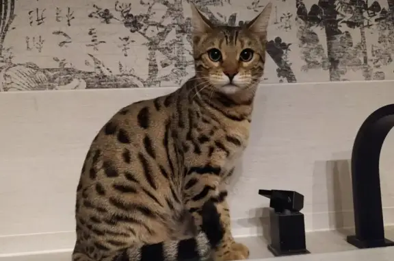 Jeune chatte bengal perdue à Saint-Germain - photo