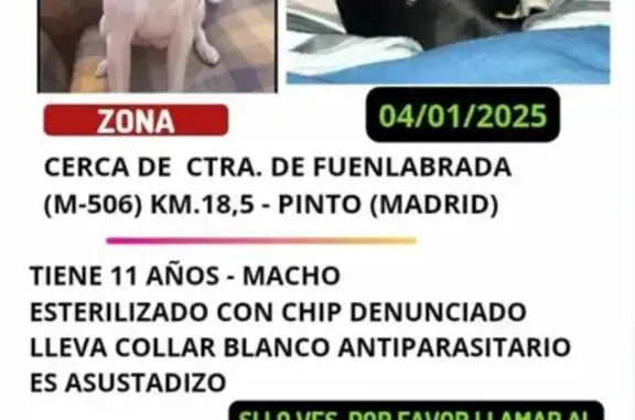 Perro Perdido en Pinto: Ayúdanos a Encontrarlo