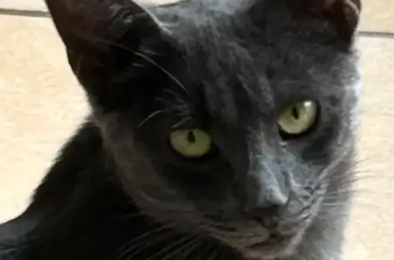 Chatte chartreux perdue à Miniac-Morvan - photo