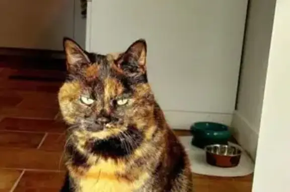 Minette, chatte 16 ans perdue à Veyrier - photo