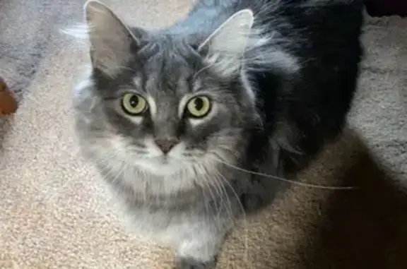 Lost Gray Cat: Reward! Apollo Area