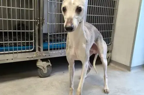 Whippet mâle trouvé à Moulins-lès-Metz - photo