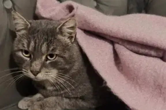 Chat gris perdu à Denain, non stérilisé - photo