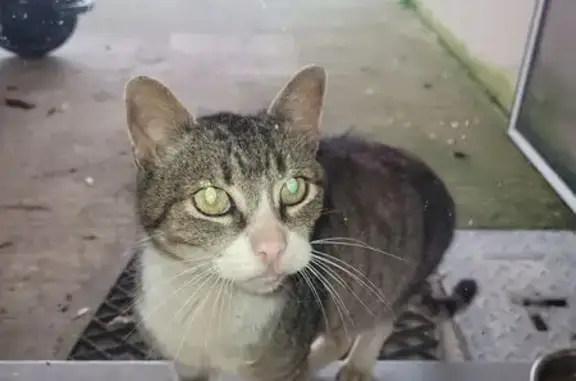 Animaux trouvés , photo: Chat sociable et câlin trouvé à Le Fouilloux