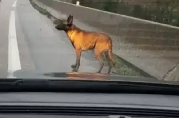 Chien trouvé , photo: Malinois perdu à Limay : Alerte partagée