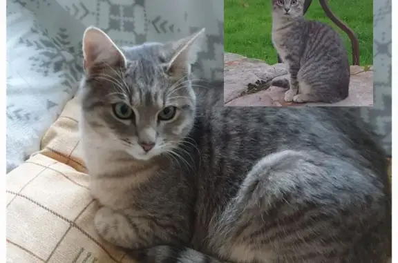 Chat perdu, Lumbres, photo: Tigrou disparu à Lumbres, cité Salengro