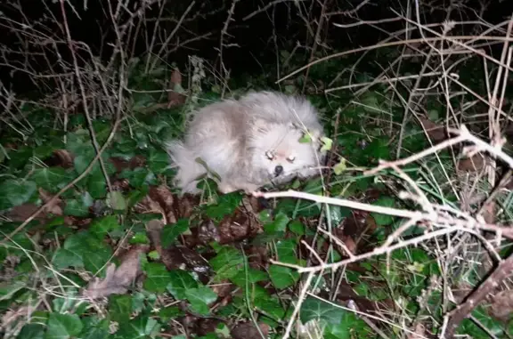 Chien trouvé Darvault, photo: Chien trouvé à Darvault, Route de Moret
