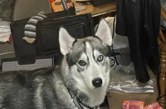 Help Find Our Shy Alaskan Husky!