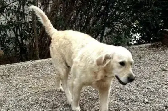 Chienne Labrador crème trouvée à Canet - photo