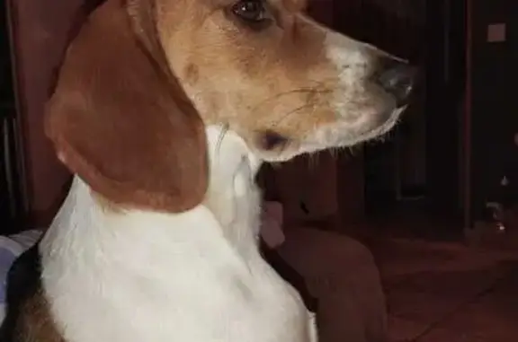 Chien perdu , photo : Beagle femelle perdue à Doumy
