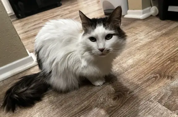 Missing Turkish Van Cat in Vista, CA