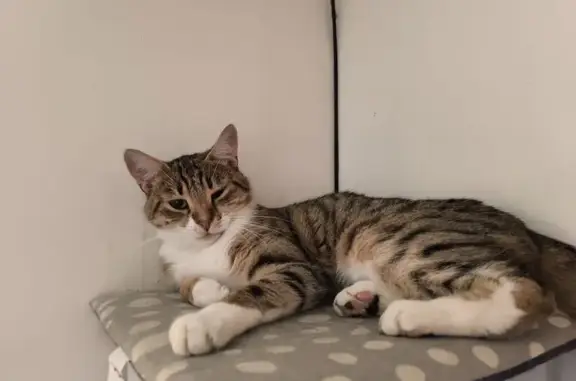 Chat tigré perdu à Bonnières-sur-Seine - photo