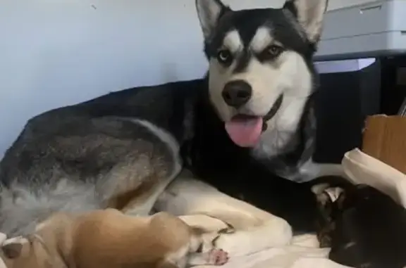 Lost Bi-Eyed Husky: West Solano, Phoenix