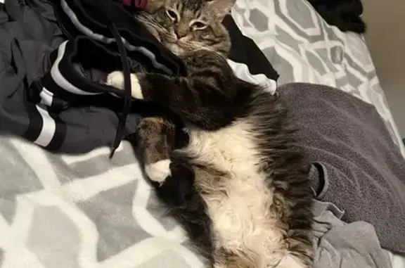 Missing: Friendly Maine Coon Mix, Rico