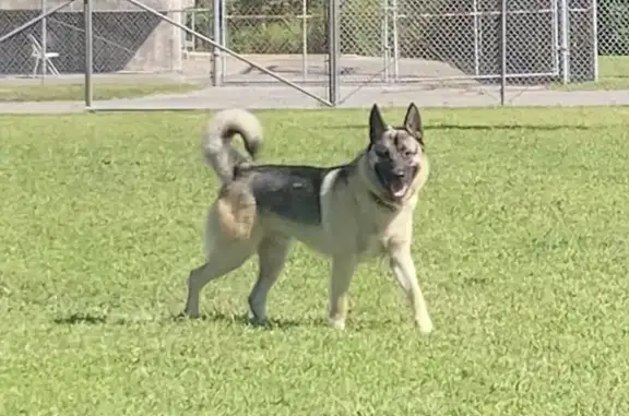 Lost Dog: Black & Tan Elkhound Mix