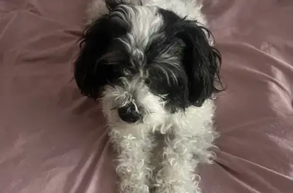 Lost Maltipoo: White with Black Spots