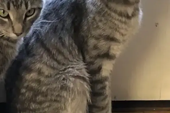 Missing Grey Tiger Cat in Plainfield