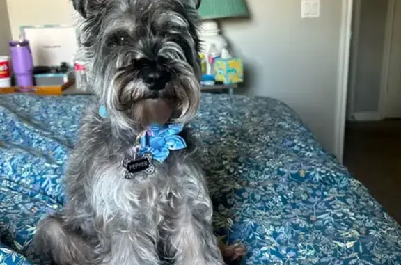 Lost Schnauzer: Silver/Gray, Blue Collar