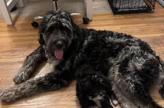 Lost Large Black & Ash Dog in LA