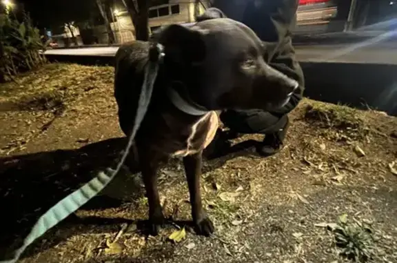 Perro negro herido encontrado en CDMX