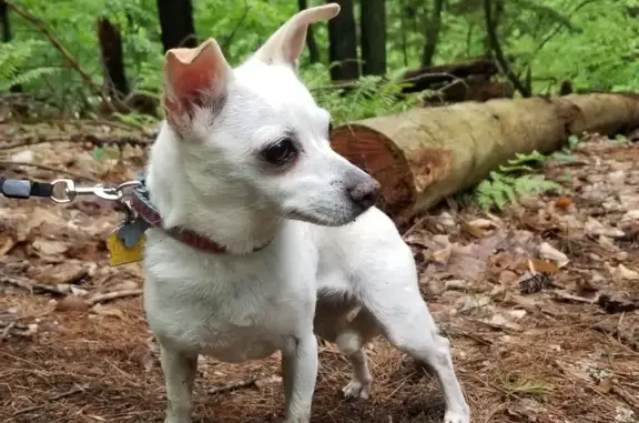 Lost 17-Year-Old Chihuahua Mix in Farmingdale