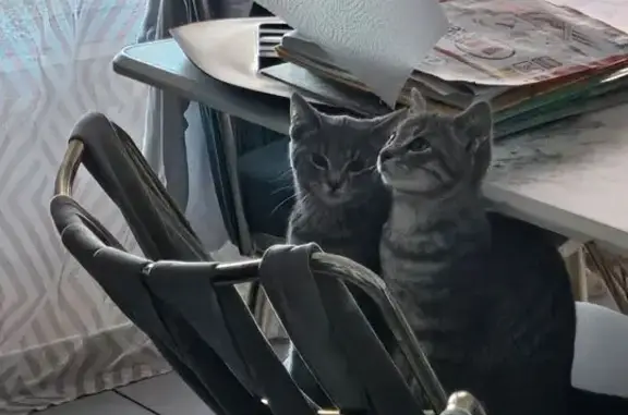 Animaux perdus Toulon, photo: Chaton gris tigré disparu à Toulon