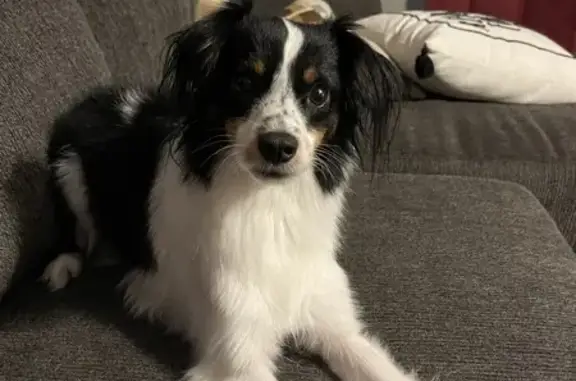 Lost Toy Aussie Shepherd in Whitesboro