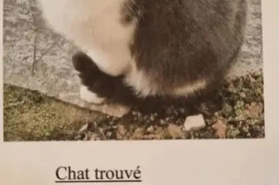 Chat mâle non castré trouvé à Martel - photo