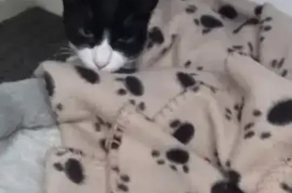 FOUND! SAFE AND WELL!

8 month old male cat
-Black and white, with a black beard
-Domestic short hair
-New to Thomastown, recently adopted from shelter so he may hide.