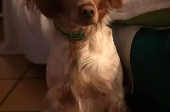 Chien perdu Monteux, photo : Épagneul breton perdu à Monteux
