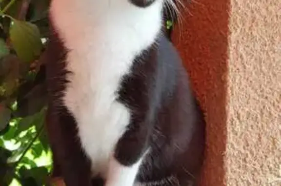 Chatte blanche/noire 5 ans perdue, St-Jean - photo