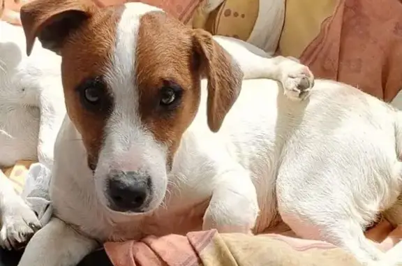 Jack Russel 4 ans perdu, blessé, St-Pierre - photo