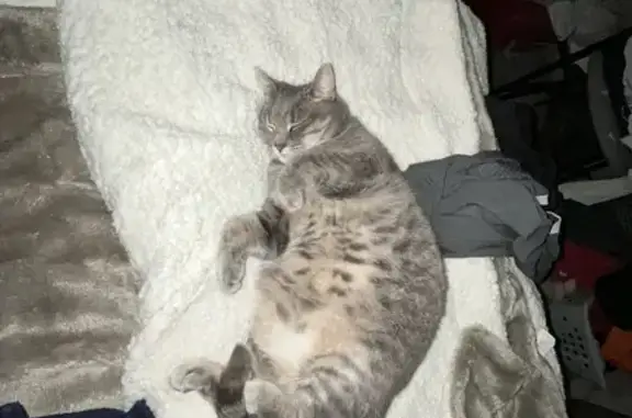 Chat perdu, Balazé, photo: Chat sauvage disparu à Balazé