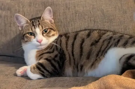 Chaton européen 7 mois disparu à Montans - photo