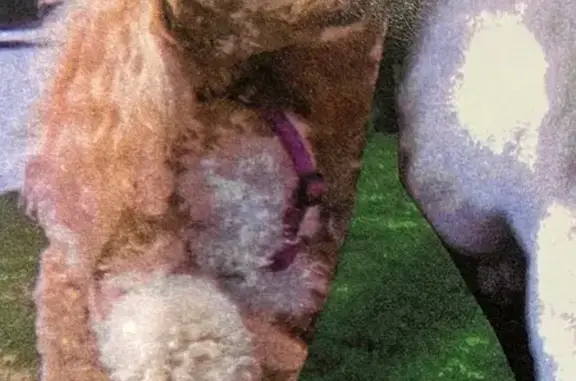 Chien perdu , photo : Caniche abricot 14 ans perdu à Fouesnant