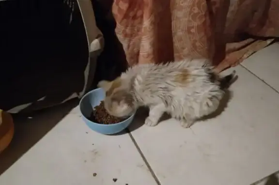 Chaton trouvé sous la pluie à Chemillé - photo