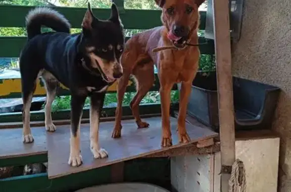 Chien perdu , photo : Deux chiens disparus à Saint-Sauveur