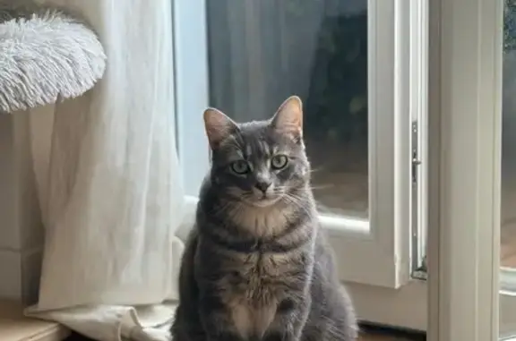 Chat perdu, , photo: Chatte grise tombée, Annemasse