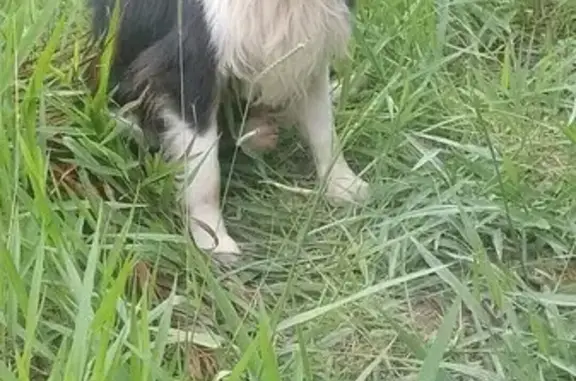 Cachorro Machucado Encontrado em Mogi das Cruzes