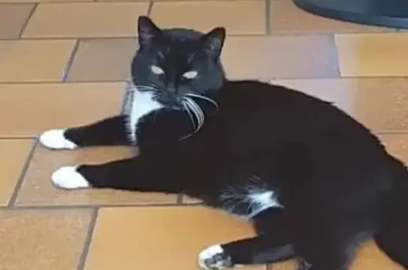 Chatte craintive disparue à Saintigny - photo
