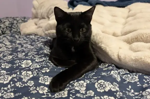 Missing: Black Kitten Fitz, East Hammond