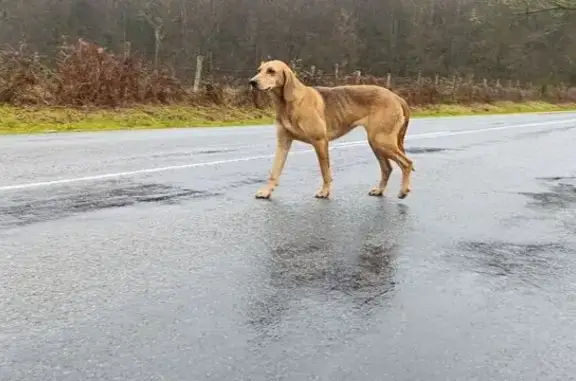 Chien trouvé Saint-Jouvent, photo: Chienne de chasse trouvée à Saint-Jouvent